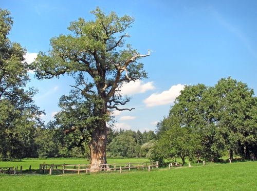 Dikke Boom - Verwolde - Laren